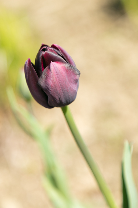 Will Apr 2018 (025)
